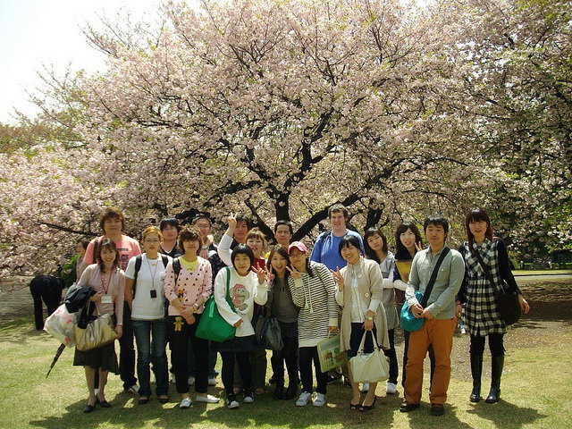 Một nhóm sinh viên quốc tế tham gia lễ hội ngắm hoa anh đào tại Nhật - Ảnh: KCP Language School