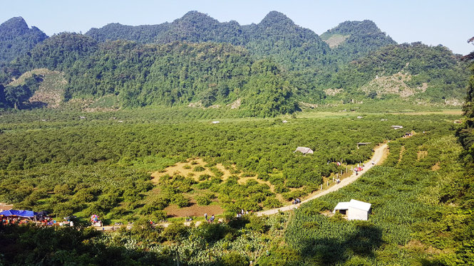 Thung lũng mận Nà Ka nhìn từ trên cao - Ảnh: Lê Hồng Thái