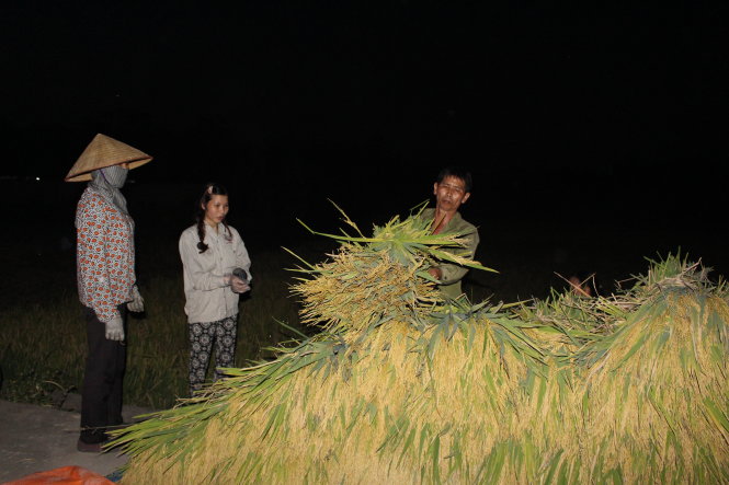 Ở huyện Đông Anh, ngoại thành Hà Nội, người dân bước vào mùa thu hoạch nhưng họ ra đồng gặt lúa vào buổi tối để tránh cái nắng ban ngày - ẢNH: Hà Thanh
