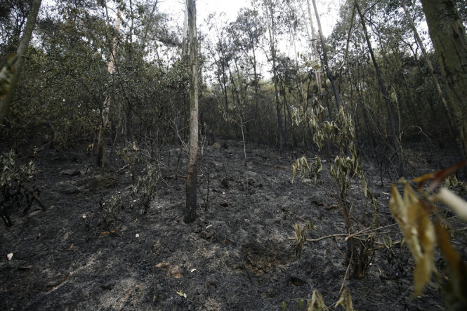 Toàn bộ thảm thực vật tại mặt rừng bị cháy rụi- Ảnh: NAM TRẦN