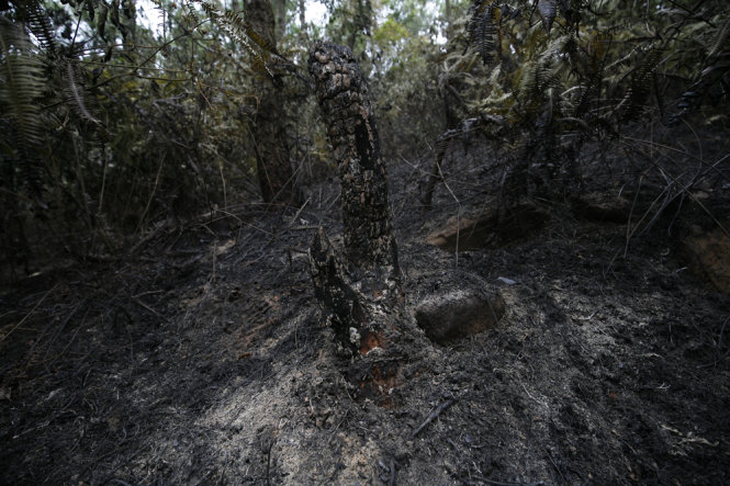 Nhiều cây lớn bị cháy rụi - Ảnh: NAM TRẦN