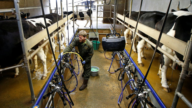 Một cơ sở chăn nuôi bò sữa tại châu Âu - Ảnh: Reuters