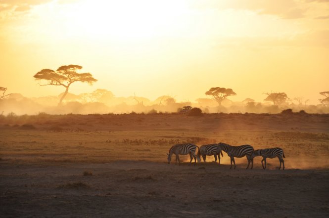 Kenya is another region where it pays to drag yourself from slumber in the early hours, in order to catch a morning dose of 'golden hour', seen here in the Amboseli National Park © Getty Images
