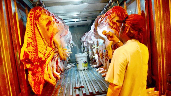 Nhân viên thú y kiểm tra thịt heo trước khi vào chợ đầu mối Hóc Môn, TP.HCM - Ảnh: Quang Định