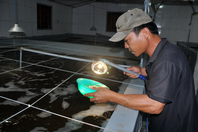 Rọi đèn theo dõi tôm giống tại một cơ sở nuôi tôm giống ở Vĩnh Tân, Tuy Phong, Bình Thuận - Ảnh: Đông Hà