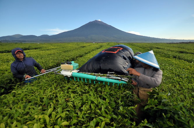 Nông dân Indonesia dùng máy thu hoạch lá chè gần khu vực núi Kerinci ngày 25-7 - Ảnh: REUTERS