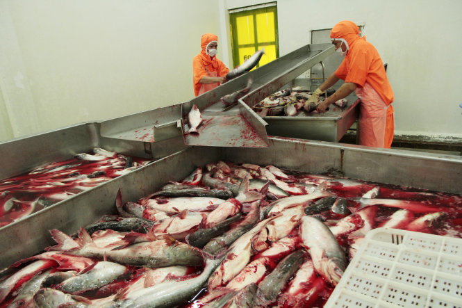 Giai đoạn đầu của việc chế biến cá tra xuất khẩu tại một doanh nghiệp chế biến thủy sản ở Hậu Giang - Ảnh: CHÍ QUỐC
