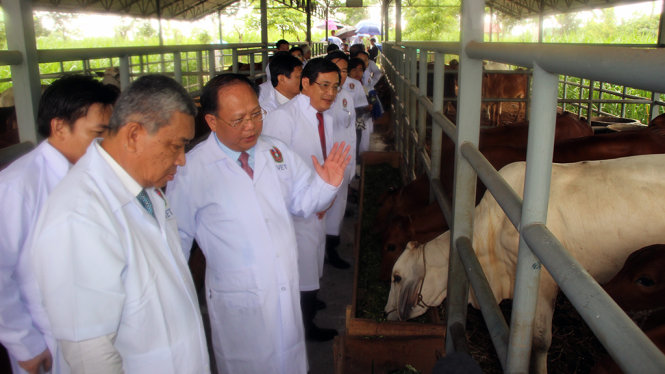 Lãnh đạo TP.HCM trao tặng 50 con bò giống cho Viêng Chăn - Ảnh: M.HOA