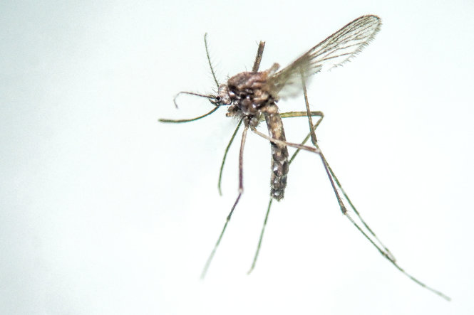 Một con muỗi vằn (tên khoa học là muỗi Aedes aegypti), tác nhân chính gây ra sốt xuất huyết 
