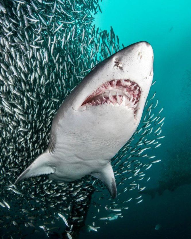 Con cá mập hổ cát bơi ra khỏi bầy cá nhỏ - Ảnh: Tanya Houppermans