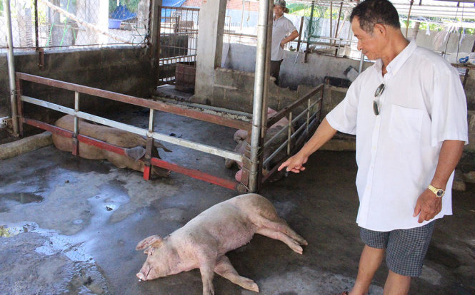 Heo bệnh nằm la liệt trong trại nuôi heo của ông Cáp Quang Chấn, thôn Phước Thủy - Ảnh: XUÂN ĐÀO