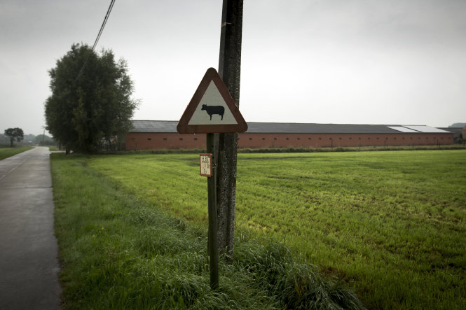 Trại gia cầm ở thị trấn Weelde (Bỉ), nơi phát hiện 6.000 lít thuốc trừ sâu fipronil trong cuộc điều tra mới nhất liên quan tới trứng nhiễm độc - Ảnh: AFP