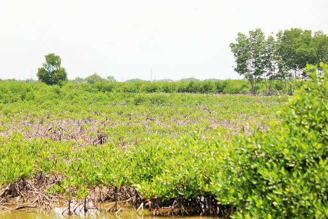 Rừng đặc dụng tại huyện Thạnh Phú bị khai thác trái pháp luật - Ảnh: MẬU TRƯỜNG