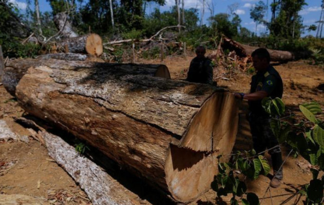Cây rừng Amazon vẫn tiếp tục bị đốn hạ Ảnh: Reuters