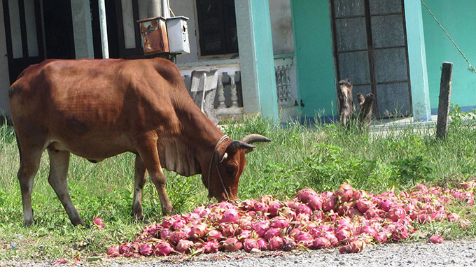 Thanh long bị đổ ra đường cho bò ăn tại huyện Hàm Thuận Nam sáng 11-8 - Ảnh: Nguyễn Nam