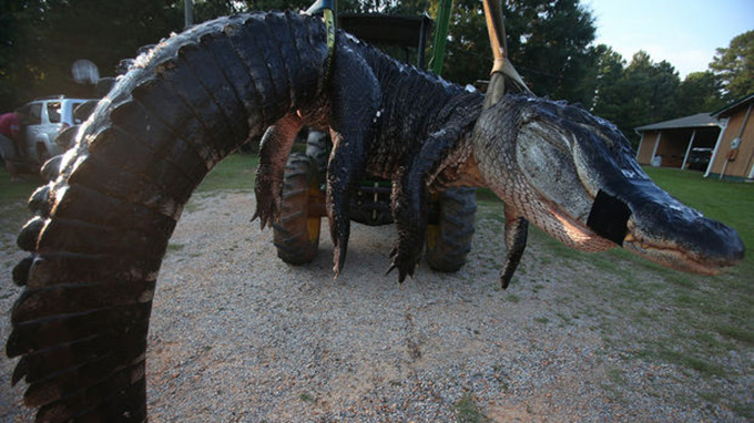 Cá sấu dài 4,5m và nặng 458kg - Ảnh: al.com