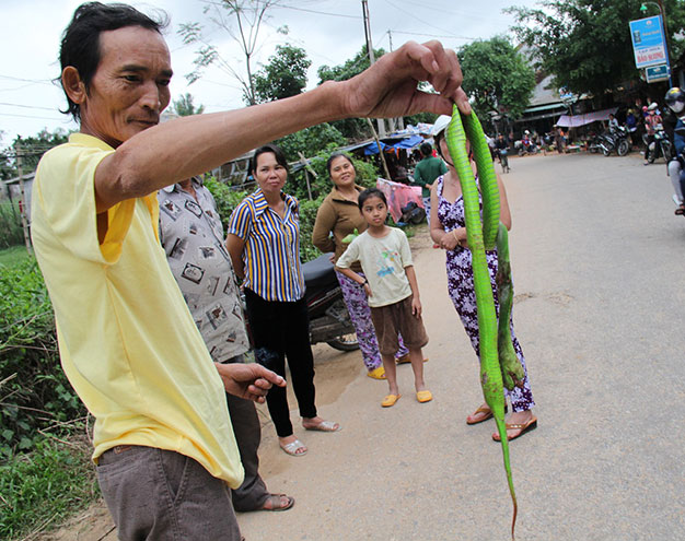 Người dân ở Quảng Ngãi bắt rắn lục đuôi đỏ - Ảnh: Trần Mai