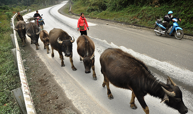 Các đàn trâu của dân vùng cao Sa Pa - Lào Cai được “di cư” xuống thấp để tránh rét trong mùa đông - Ảnh: Quang Thế