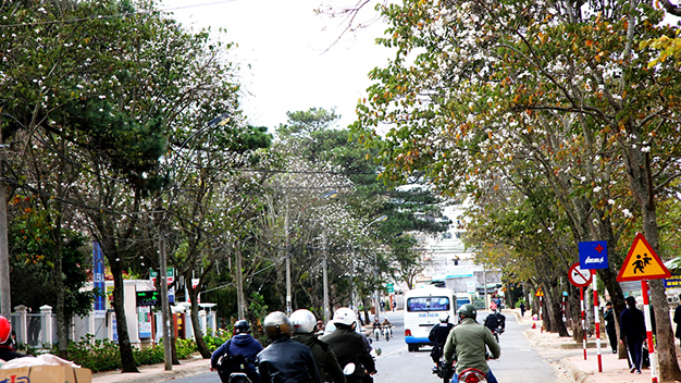 Hoa ban nở dọc hai bên đường Quang Trung, TP Đà Lạt - Ảnh: K.V.Trường