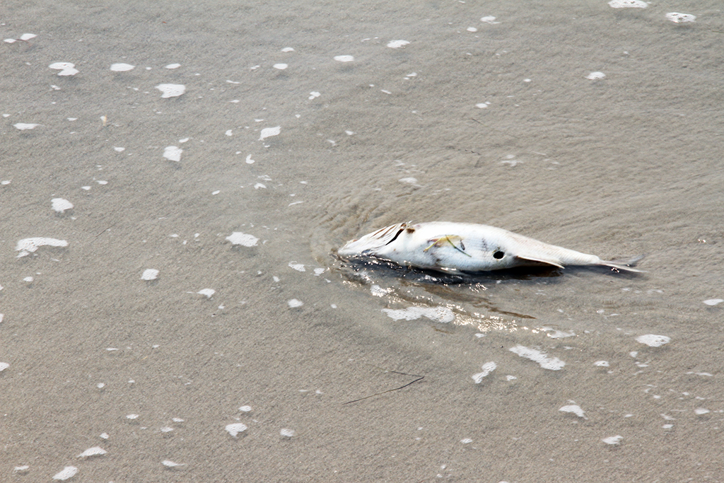 Cá bị sóng đánh dạt lên bờ - Ảnh: Đoàn Cường