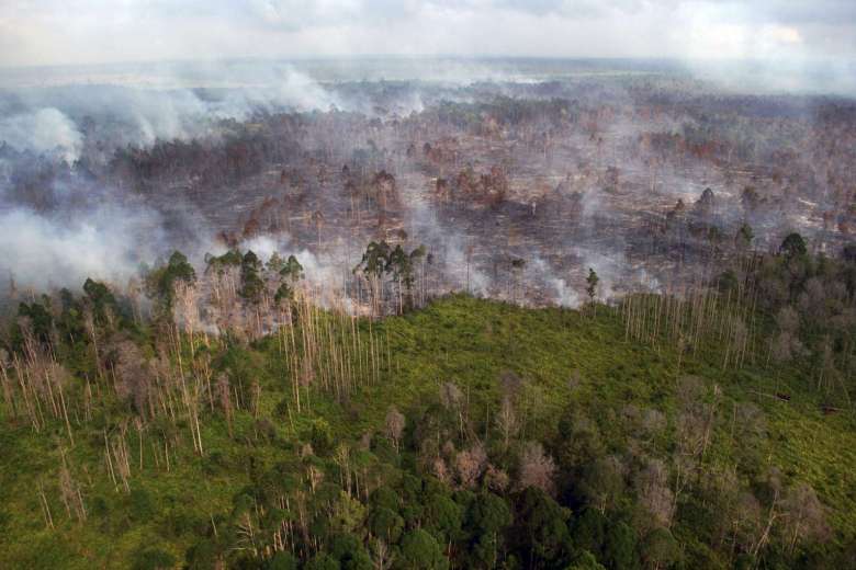 Cảnh một khu rừng bị cháy gần làng Bokor, tỉnh Riau, Indonesia ngày 15-3-2016 - Ảnh: Reuters