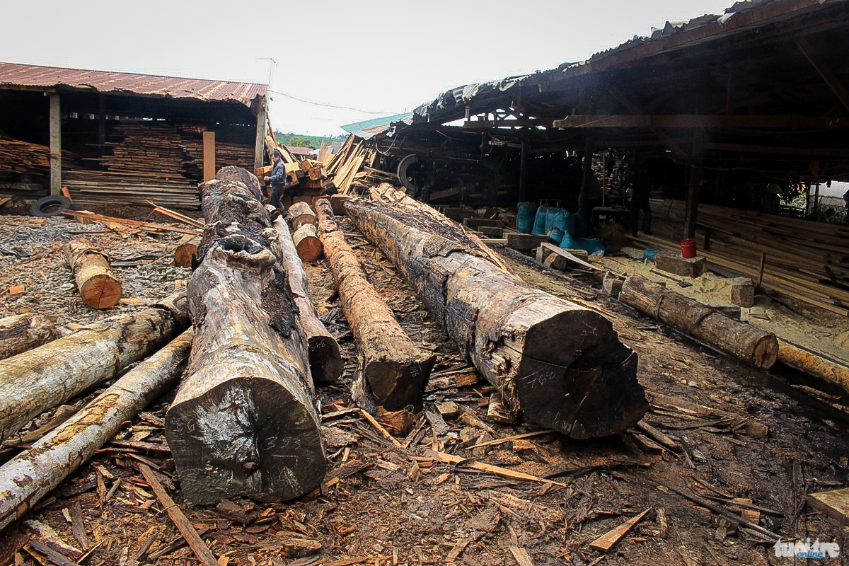 Tổ công tác kiểm tra xưởng thu mua nhiều gỗ trái phép của một công ty tại TP Bảo Lộc (tỉnh Lâm Đồng)