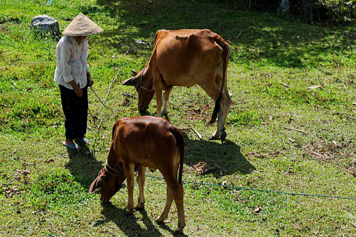 Một tháng đôi ba lần, bà Trần Thị Đặng được xóm giềng gọi đi trông bò thuê ...