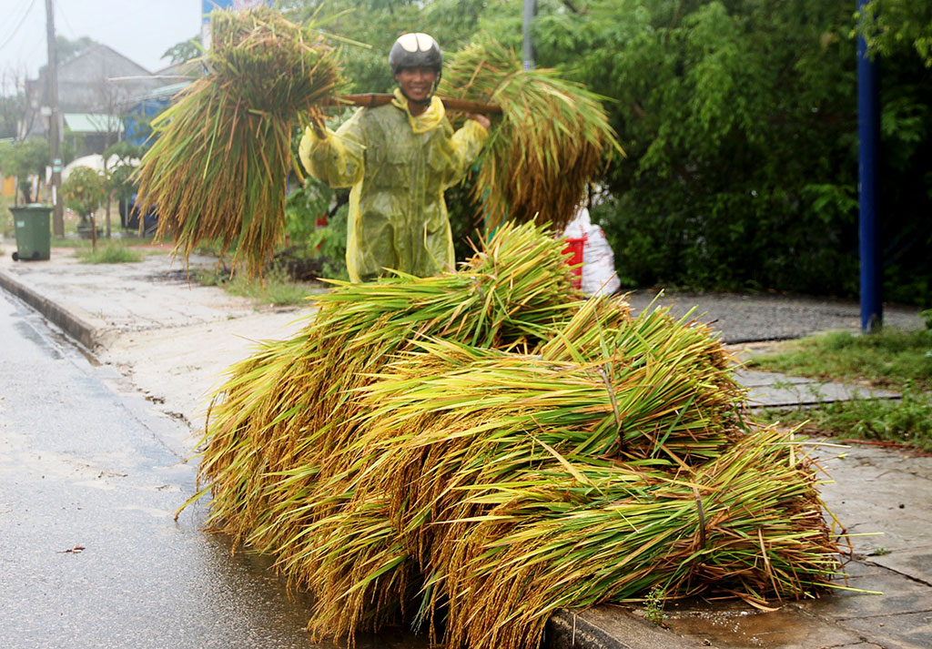 Nông dân dân thu hoạch lúa hè thu và triển khai các biện pháp phòng chống bão - Ảnh: LÊ TRUNG