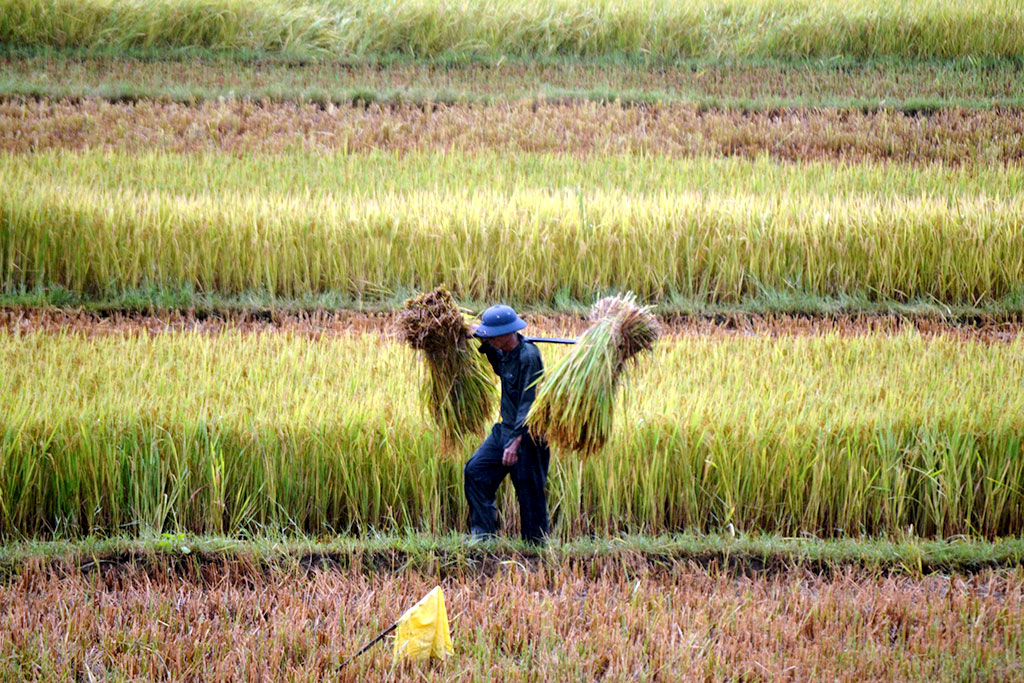 Nông dân Quảng Nam gặt lúa chạy bão - Ảnh: LÊ TRUNG