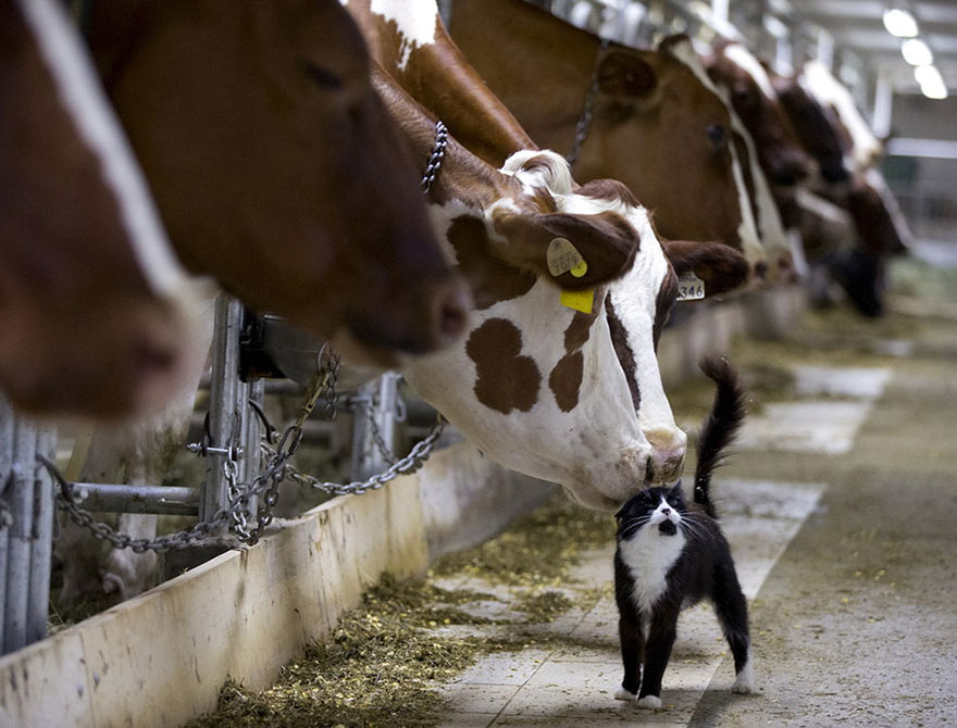 Hai con bò sữa đánh hơi một con mèo nhà trong khi chờ vắt sữa ở Granby, Quebec, Canada hôm 26-7-2016.