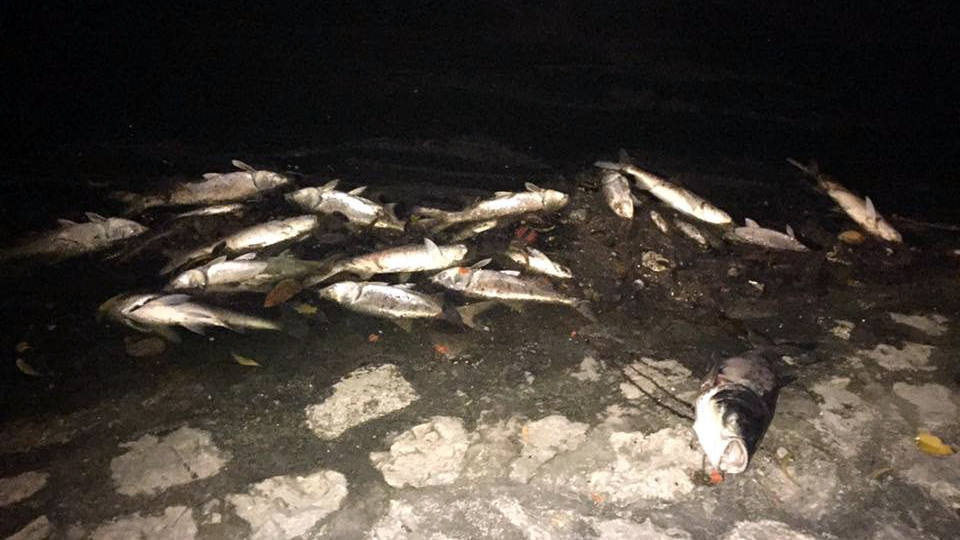 Cá chết nổi trắng dọc bờ hồ tối qua 8-6 - Ảnh: Phạm Phương