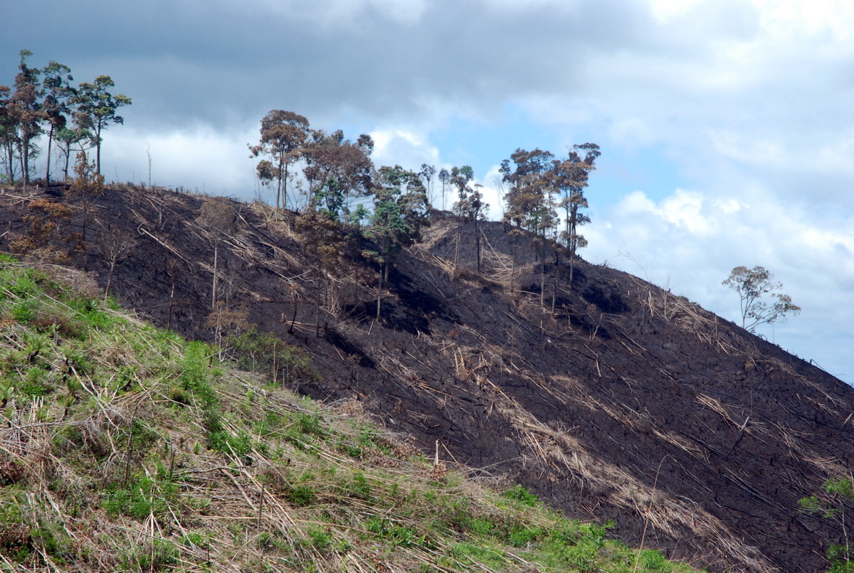 Những cánh rừng bị chặt trơ trụi để phục vụ dự án trồng rừng của Công ty Khải Vy tại xã Quảng Sơn. Ảnh: B.D