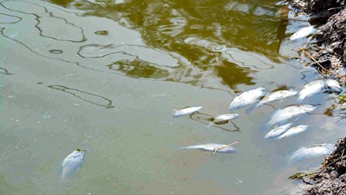 Cá tôm trên các con sông trên địa bàn huyện Đầm Dơi liên tục chết- nơi gần Khu công nghiệp Hòa Trung