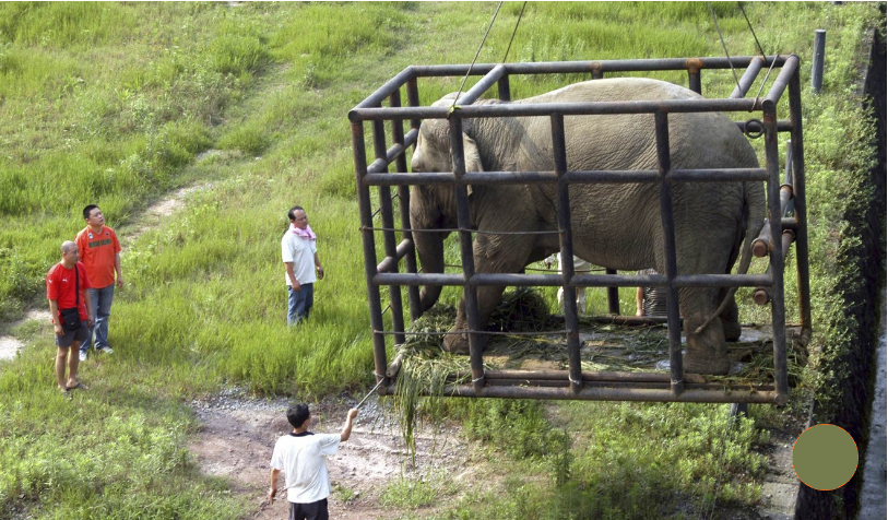 Một con voi sắp được vận chuyển từ Thành Đô đến vườn thú ở Trùng Khánh năm 2008 - ảnh: Reuters