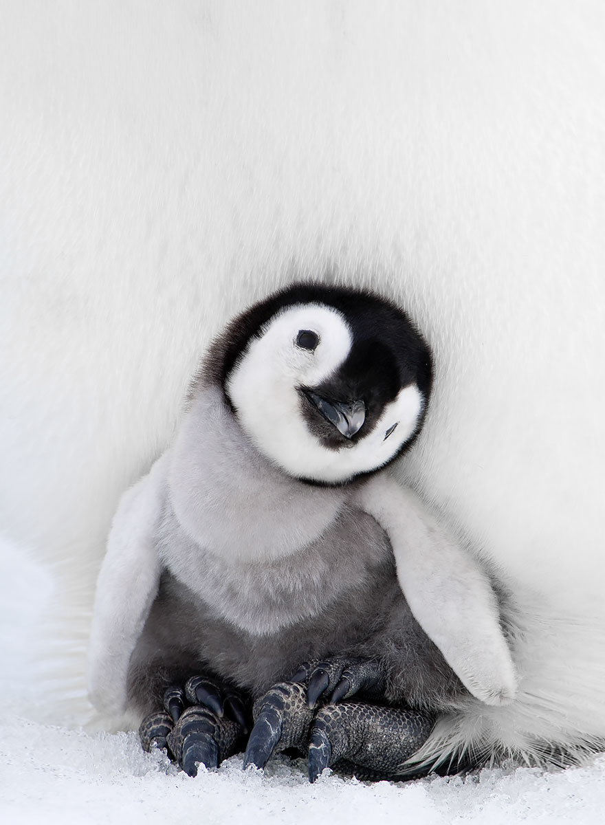 Chim cánh cụt có thể đi lạch bạch bằng hai chân hoặc trượt bằng bụng của chúng dọc theo lớp tuyết