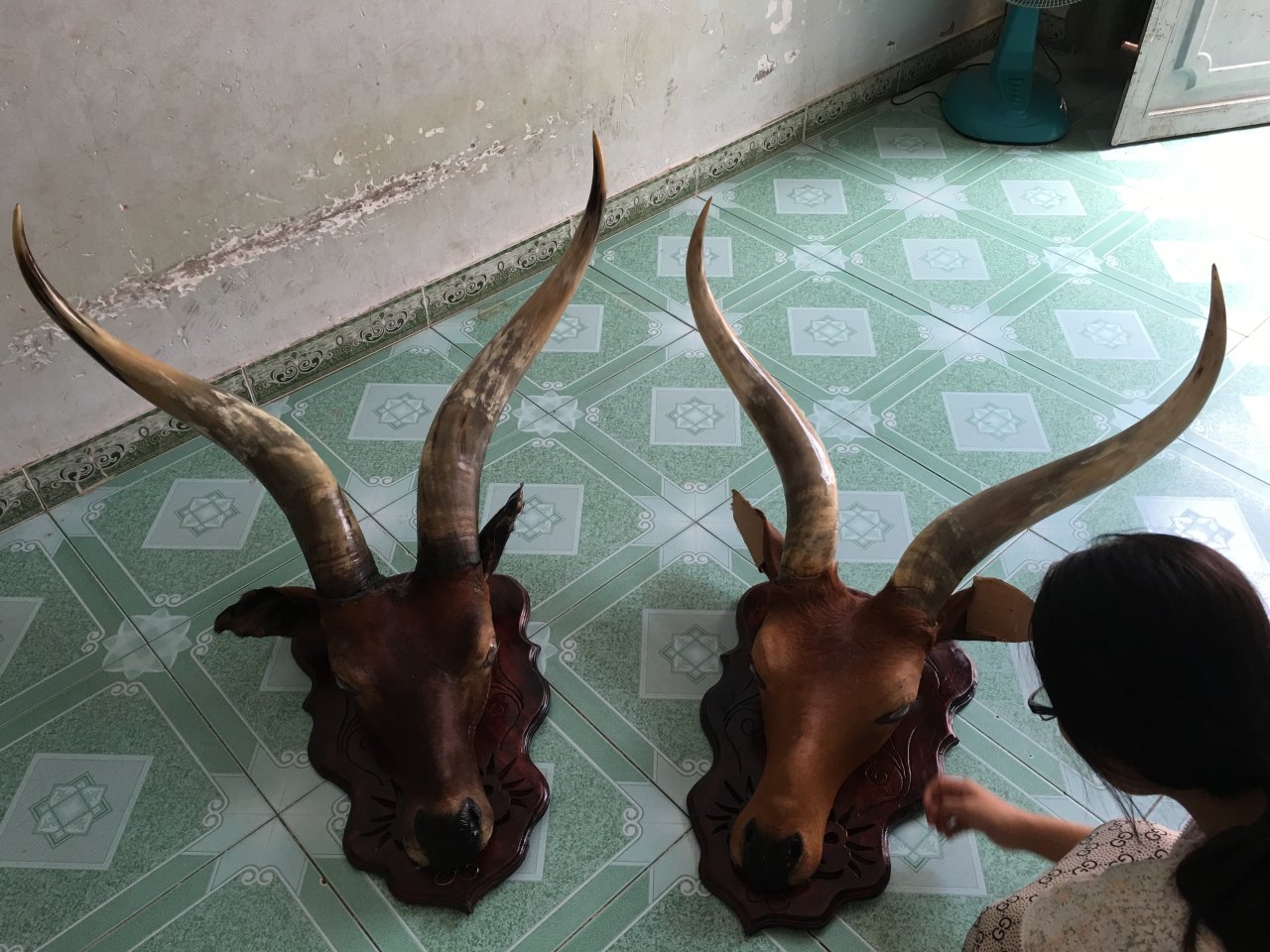 Hai cặp sừng bò châu Phi được rao bán giá 10 triệu đồng/cặp  - Ảnh: Đức Thanh