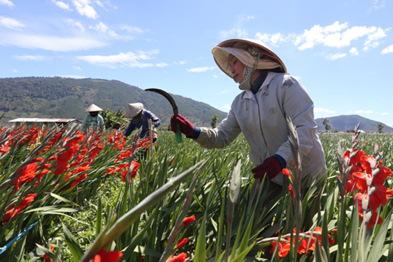 Người dân nhổ bỏ layơn đã nở hoa để lấy đất trồng rau do giá hoa quá rẻ - Ảnh: Nguyễn Viên