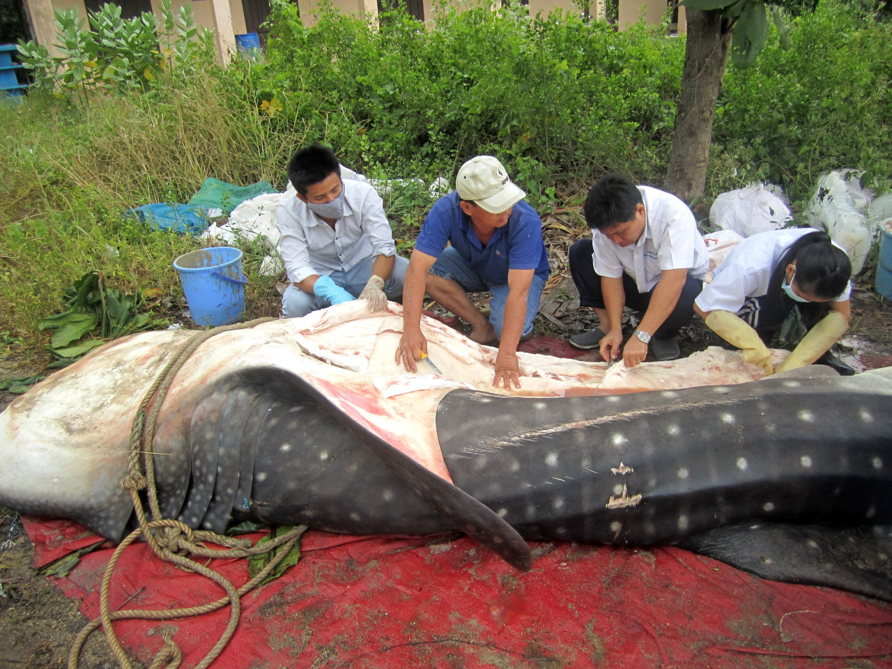 Các nhà khoa học ở Viện Hải dương học Nha Trang thực hiện công đoạn ướp xác cá nhám voi - Ảnh: H.Dương