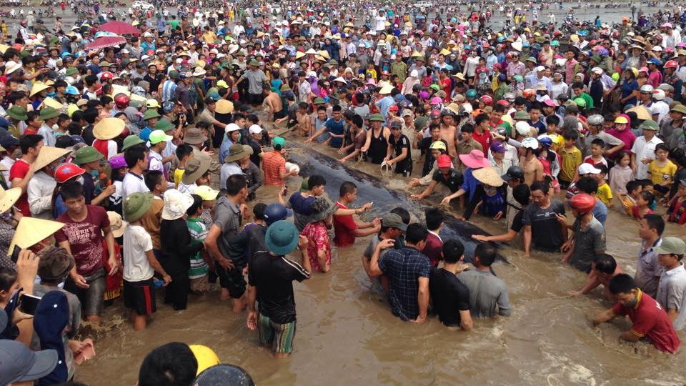Hàng trăm người tham gia cuộc giải cứu con cá voi tại vùng biển xã Diễn Thịnh huyện Diễn Châu - Ảnh: Doãn Hòa