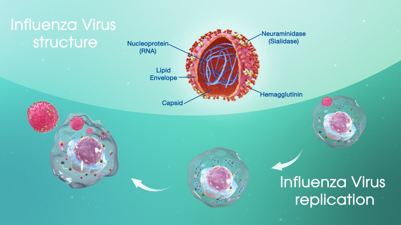 Virion, virus, ta, chúng nó, và chúng ta