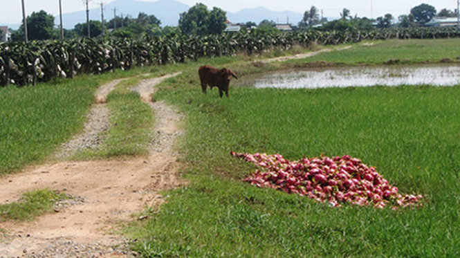 Tại các vườn thanh long, trái thanh long bị đem bỏ giữa đường làng - Ảnh: Nguyễn Nam