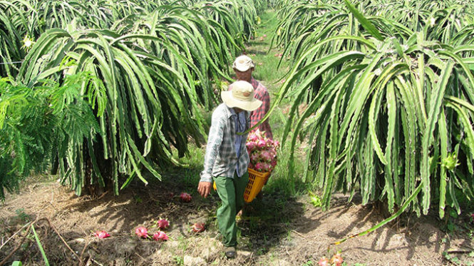 Người nông dân sau khi thu hoạch xong chỉ bán được trái đẹp, còn hàng dạt phải đem đi đổ bỏ - Ảnh: Nguyễn Nam