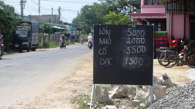 Giá thanh long niêm yết tại các điểm thu mua rẻ như bèo - Ảnh: Nguyễn Nam