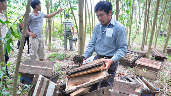 Ông Nguyễn Trọng Tính bên số ong bị người dân tấn công xịt thuốc chết - Ảnh: Trần Mai