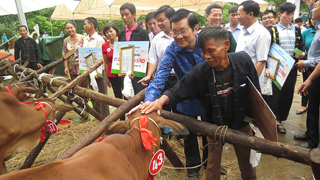 Chủ tịch nước Trương Tấn Sang tặng bò cho đồng bào dân tộc xã Thanh Lòa, huyện Cao Lộc, tỉnh Lạng Sơn - Ảnh: M.Q.
