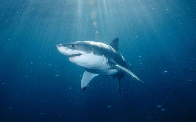 Cá mập có vẻ bị thu hút bởi tín hiệu từ cáp quang dưới biển - Ảnh minh họa: Wordpress