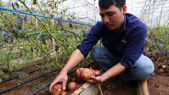 Thu hoạch khoai tây trồng trên giá thể tại trang trại Langbiang Farm - Ảnh: Mai VInh