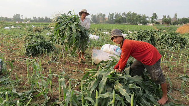Thời gian tới bắp biến đổi gen sẽ được trồng tại VN. Trong ảnh: nông dân huyện An Phú, tỉnh An Giang thu hoạch bắp lai - Ảnh: Đức Vịnh