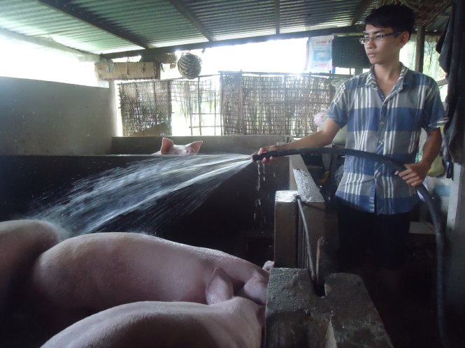 Dương tắm đàn heo của dì để kiếm thêm ít tiền trang trải cuộc sống - Ảnh: Vân Anh
