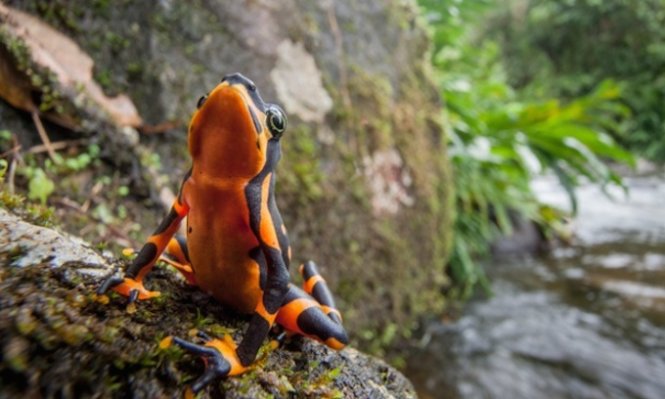 Một con ếch đực harlequin có tên khoa học là Atelopus varius - Ảnh: Guardian